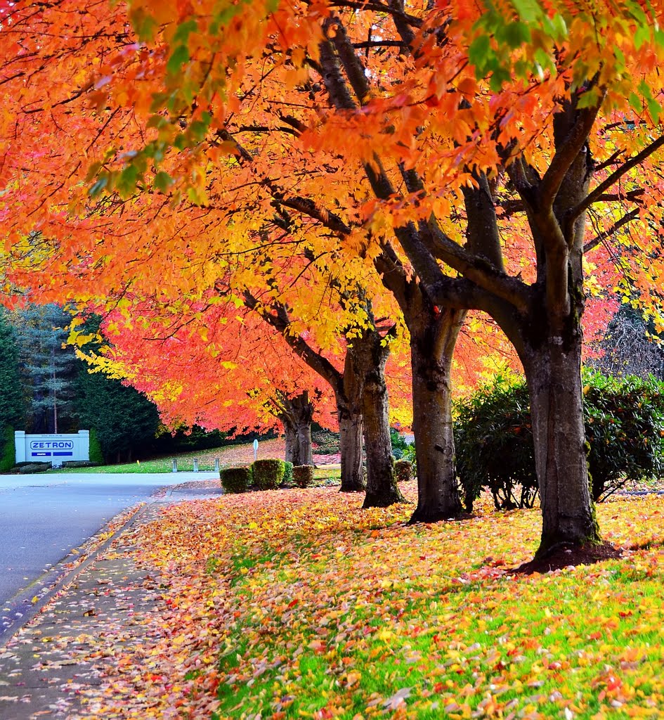 Fall colors at Zetron campus, Redmond, WA