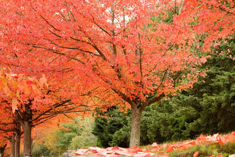 Fall Colors on NE 126th Place