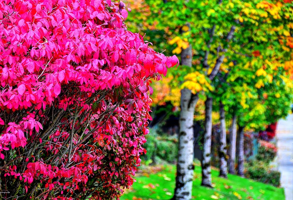 Fall colors on Zetron campus, Redmond, WA