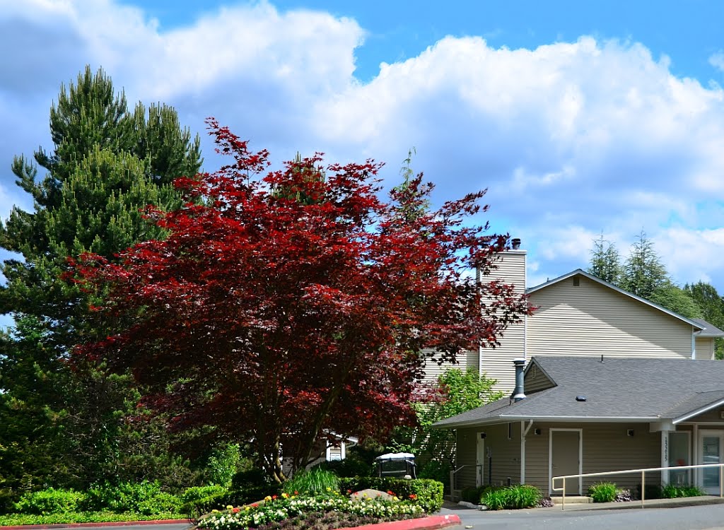 Spring cloud over Redmond, WA