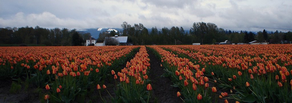 Tulip Field on the edge of Mount Vernon Washington State