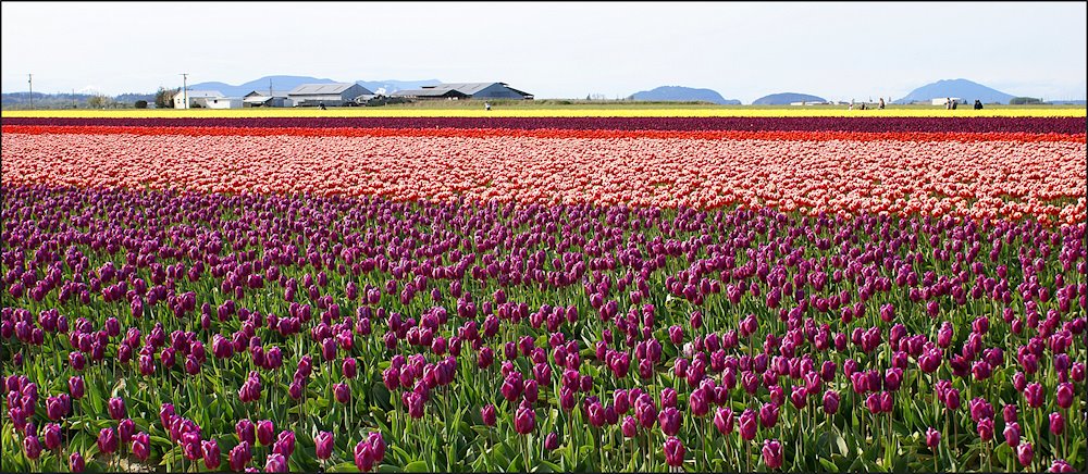 Skagit Valley, Mt. Vernon, Wa.