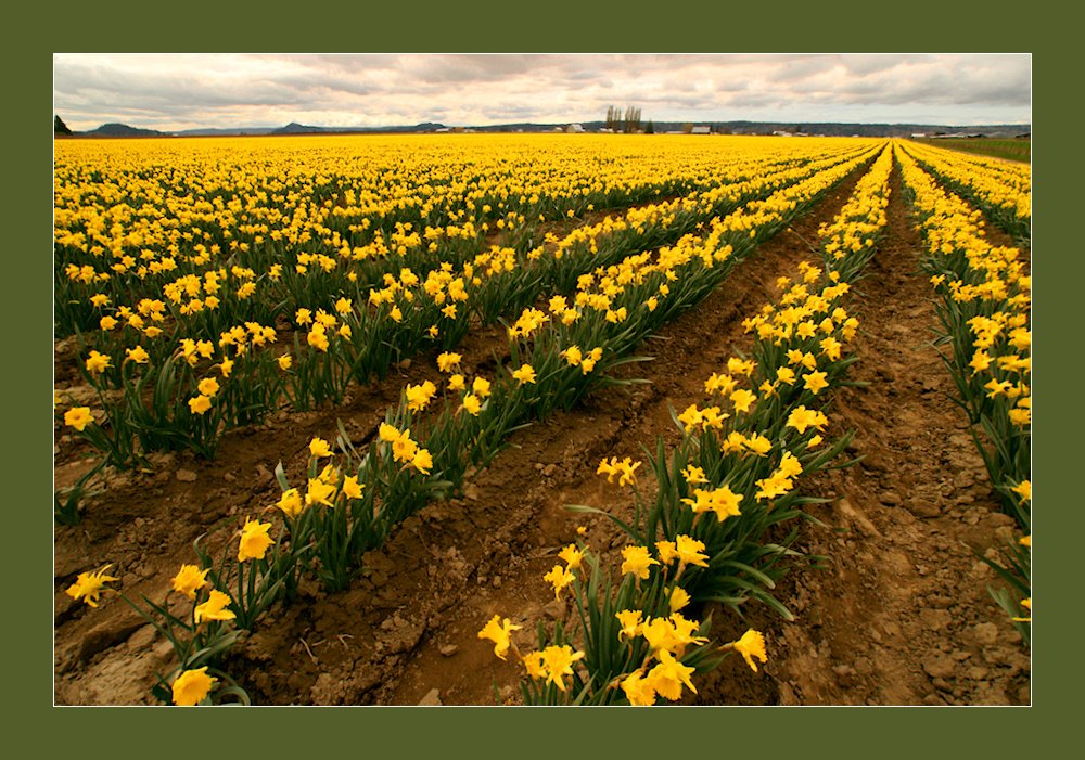 Daffodils