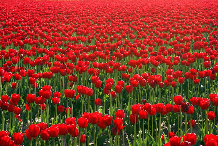 Red Tulips