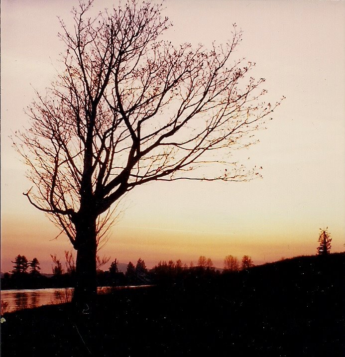 sunset silhouette on skagit river