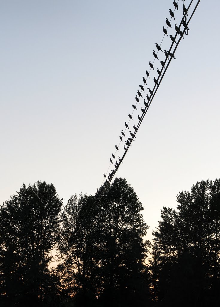 Cormorants over Skagit River