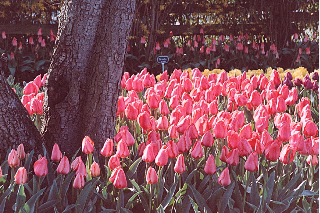 Tulips in the Skagit Valley near Mt. Vernon, WA
