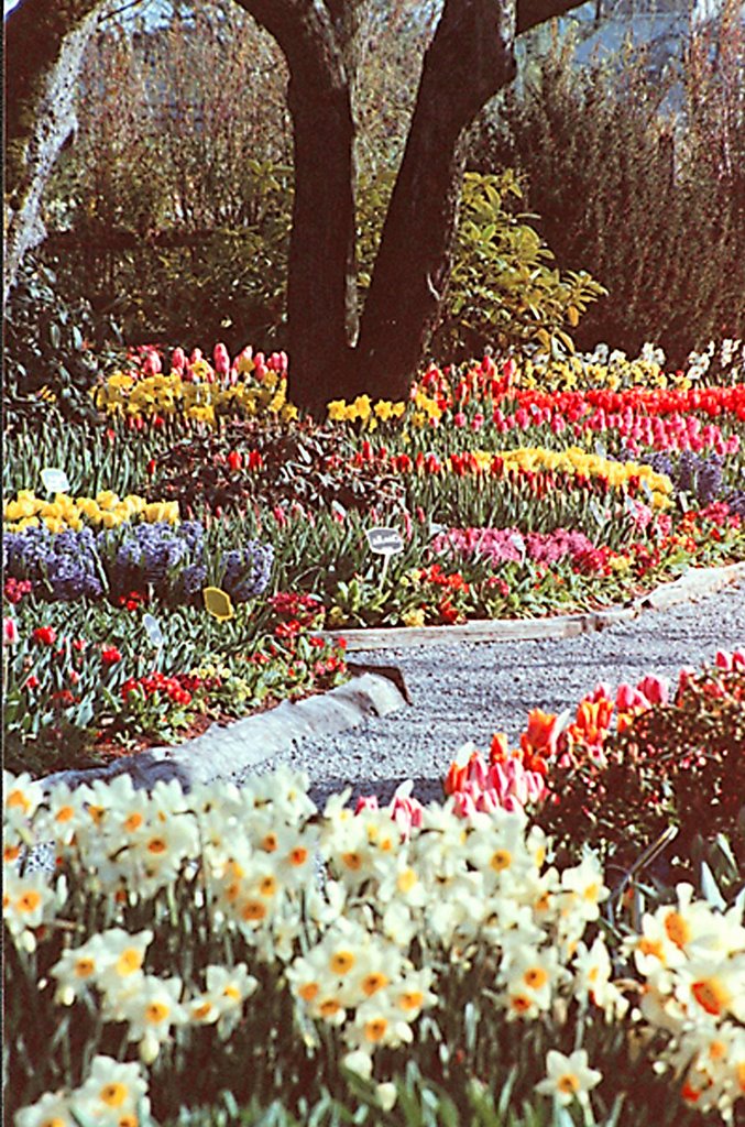 In the Skagit Valley Tulip fields