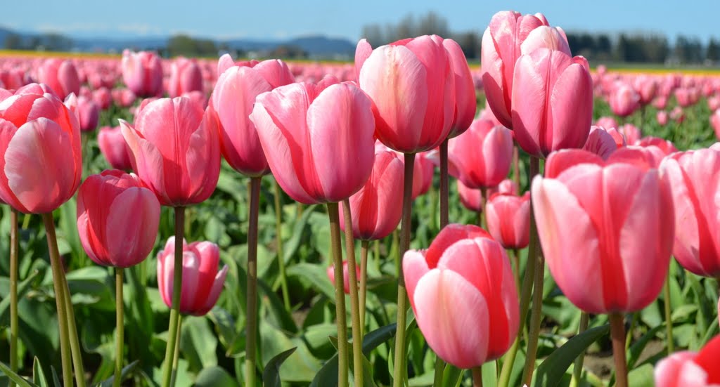 Tulip Festival