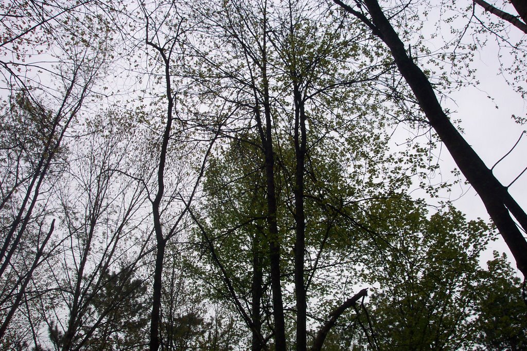 Red Pine Forest