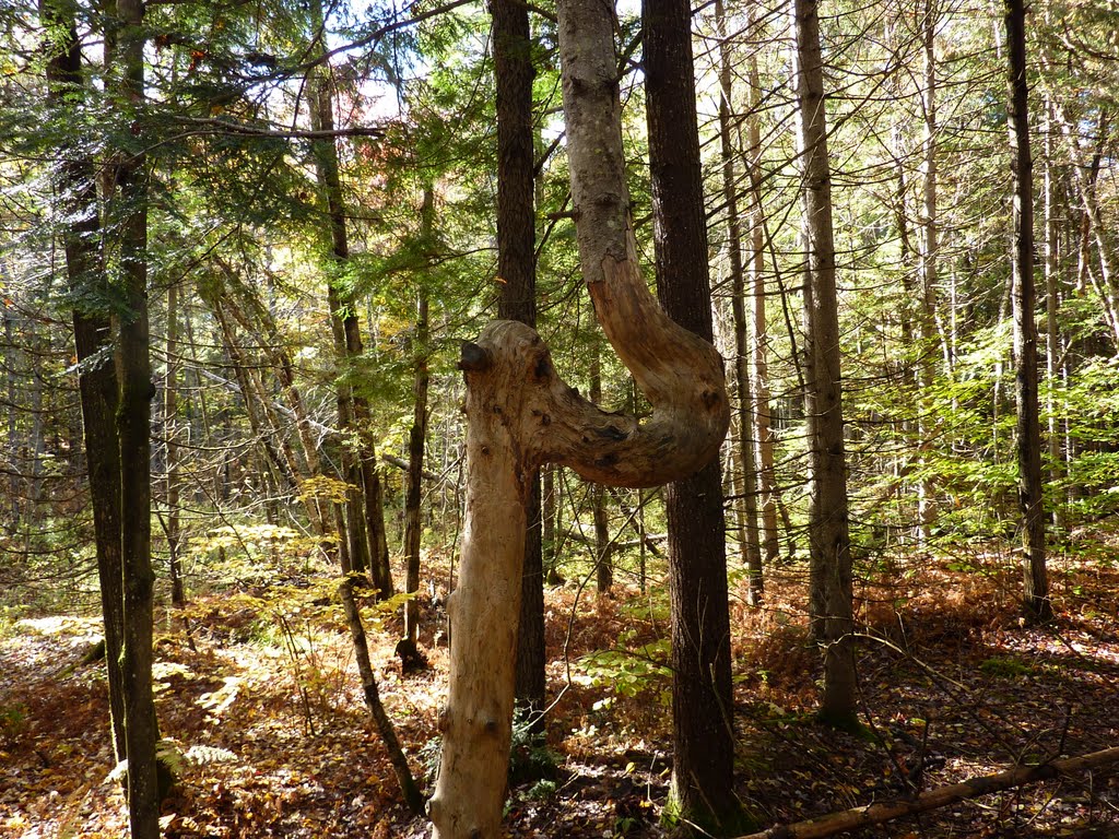 Twisted tree in Hubbard park