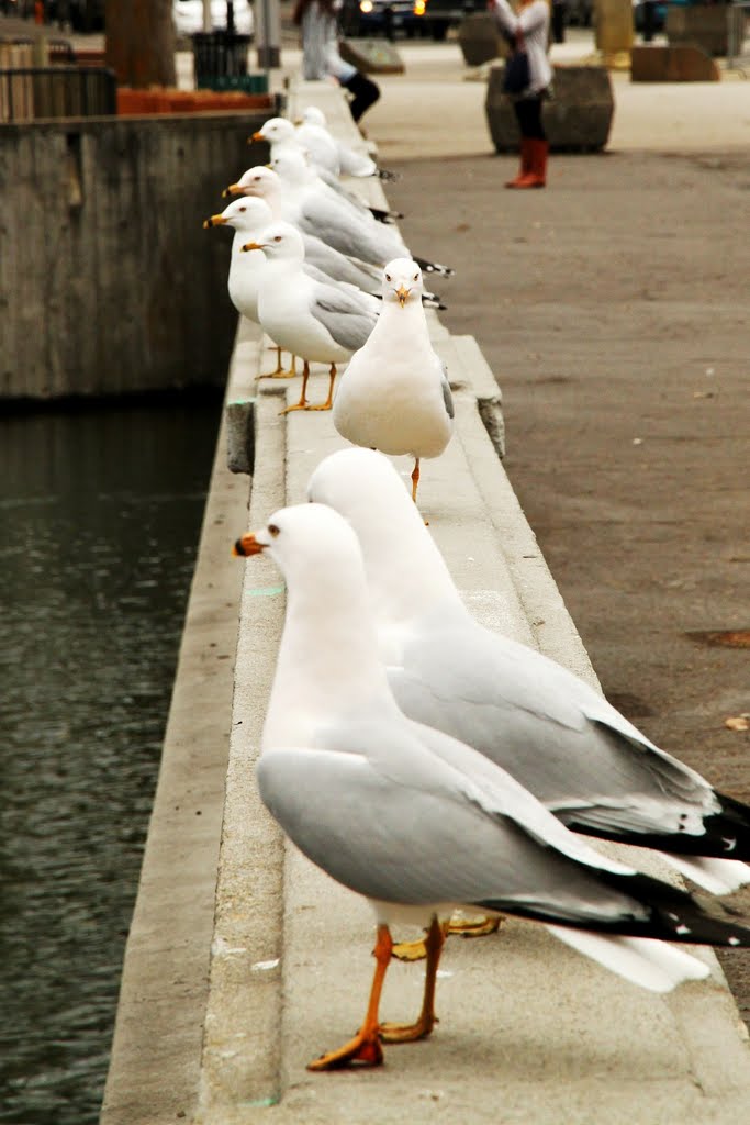 Get back in line, Jonathan, and wait your tern!