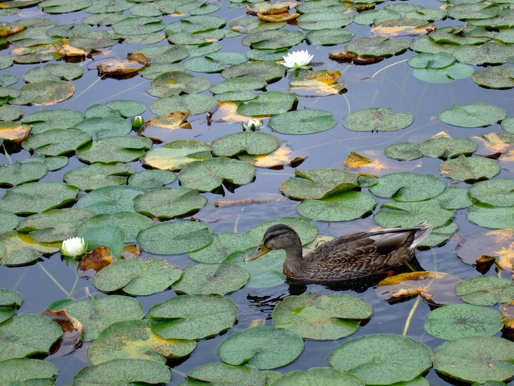 Ducks Pad at Carillon Point