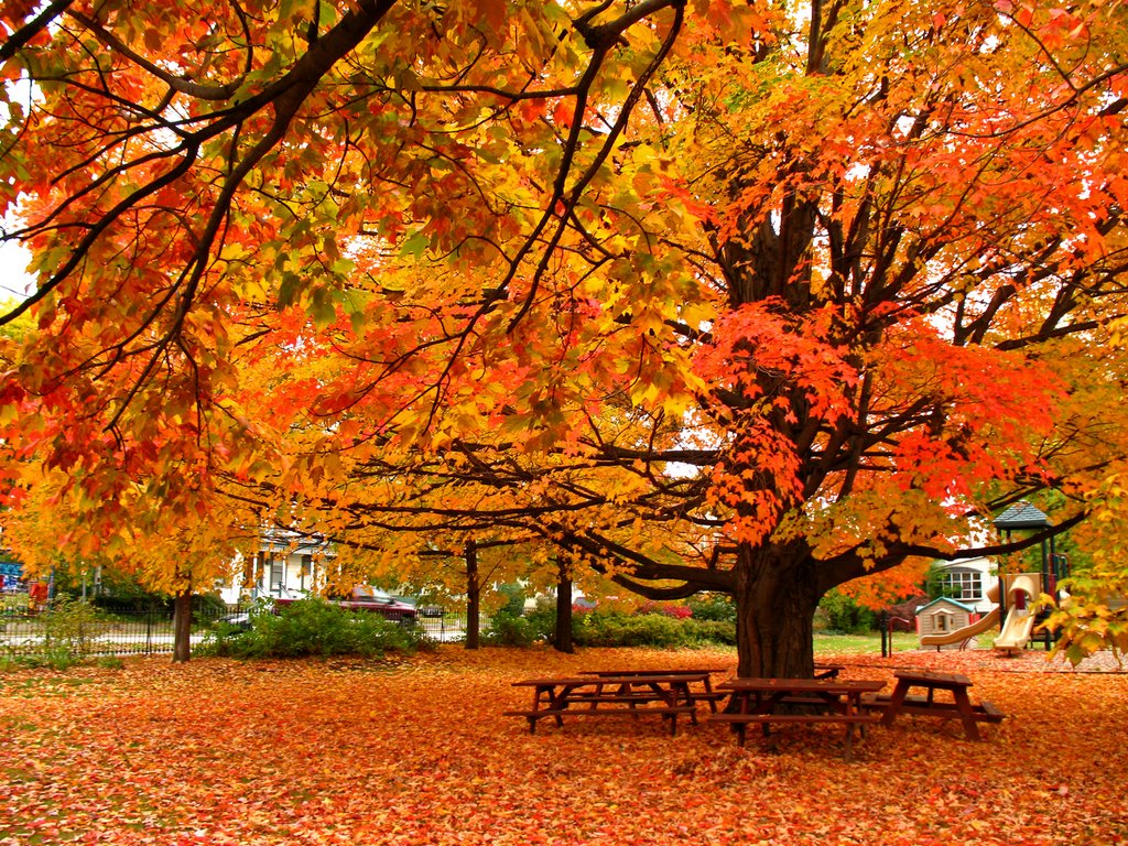 Blanket of Leaves