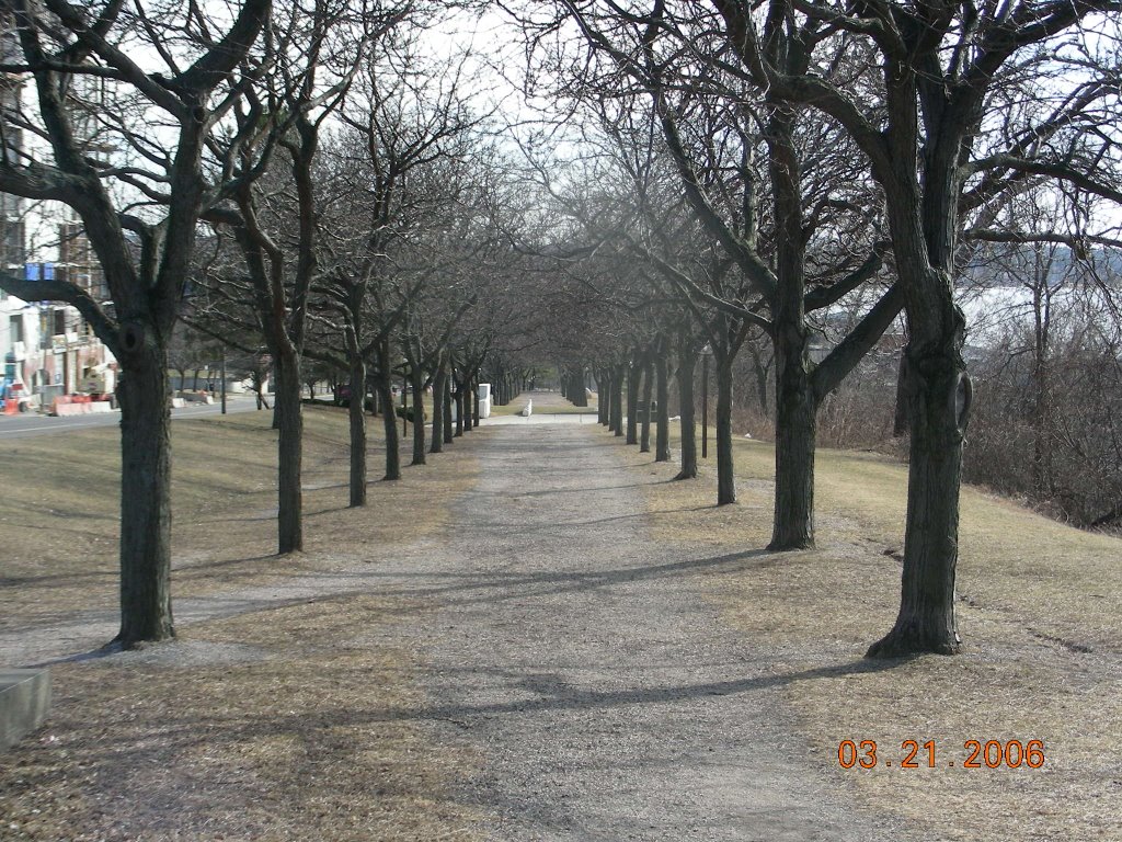 Woods