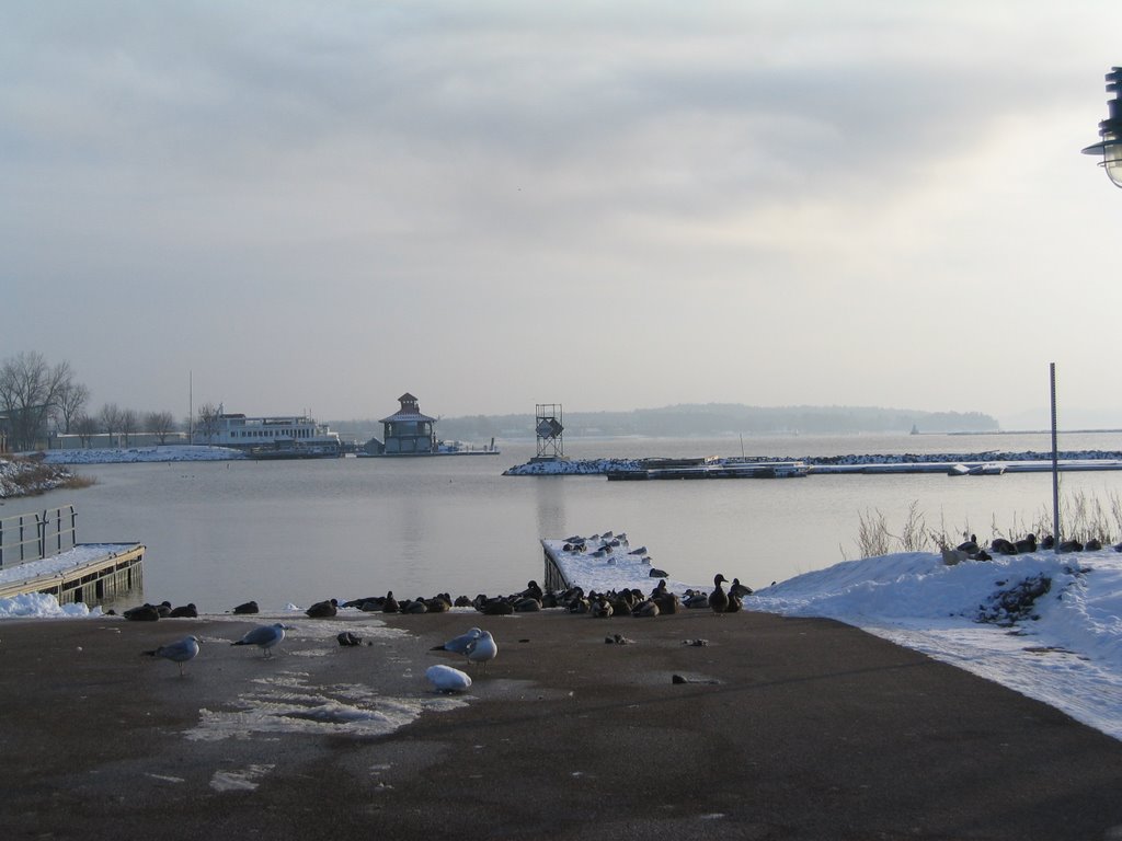 Waterfront, ducks & gulls