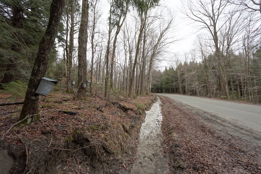 Maple sap buckets along VT 65