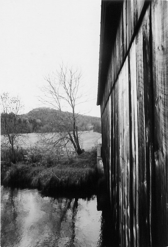 Bridge And Tree