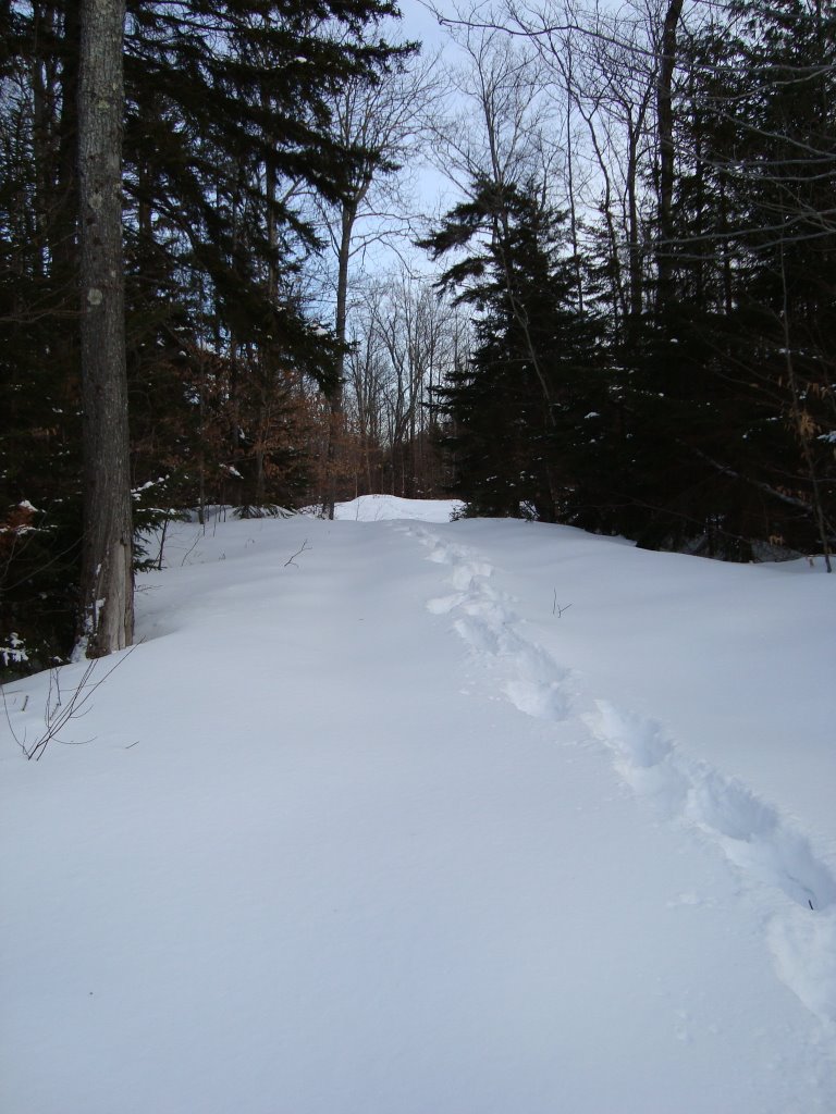 Our driveway