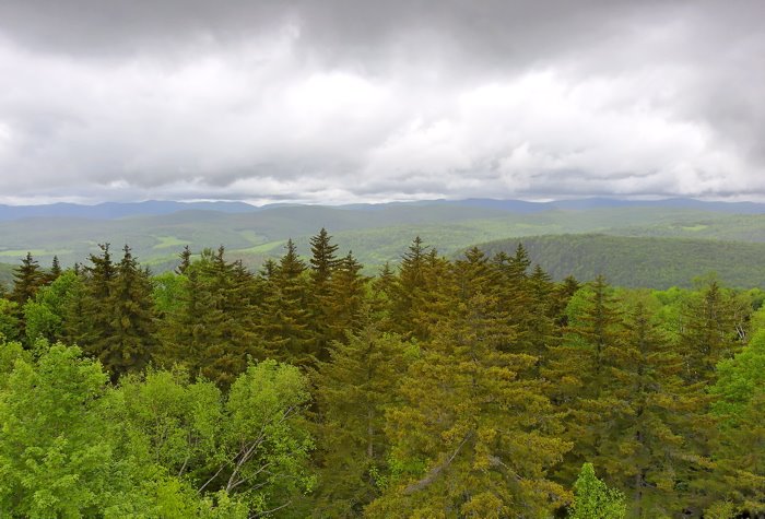 Vermont Forest from Allis State Park Firetower