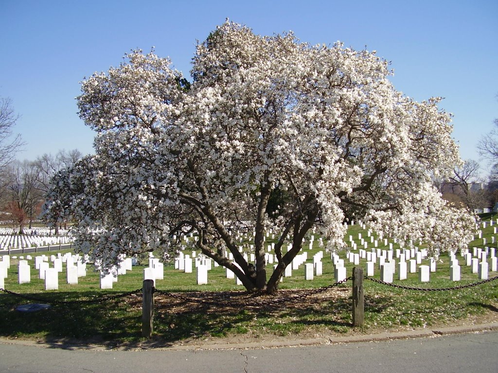 Arlington Cemetery