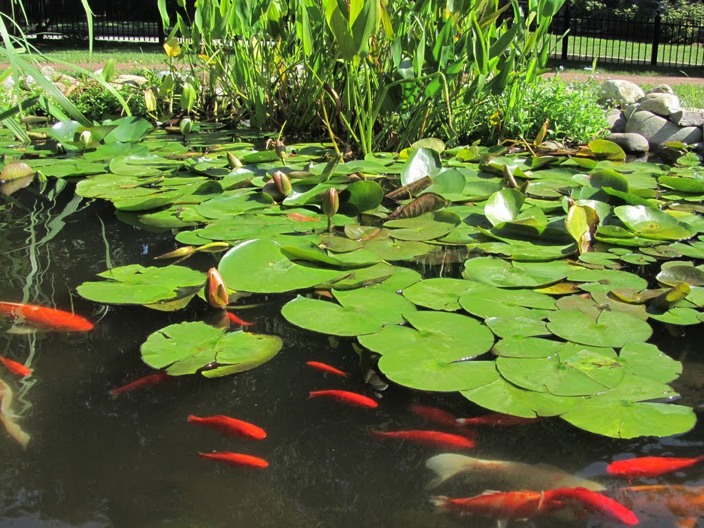 Tiny pond