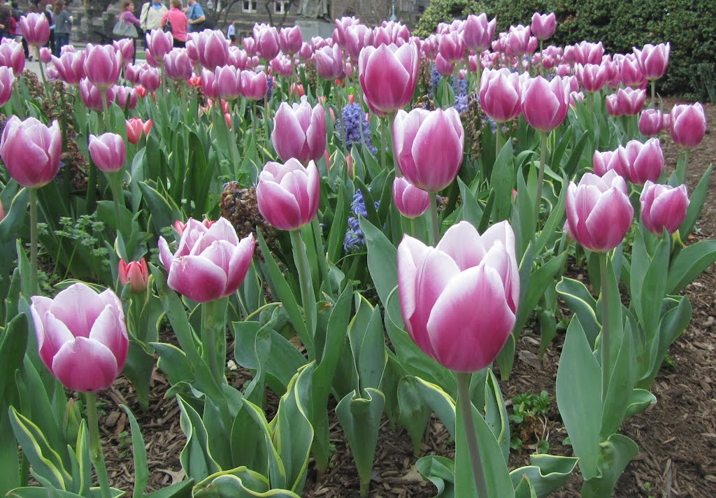 Tulips at Georgetown