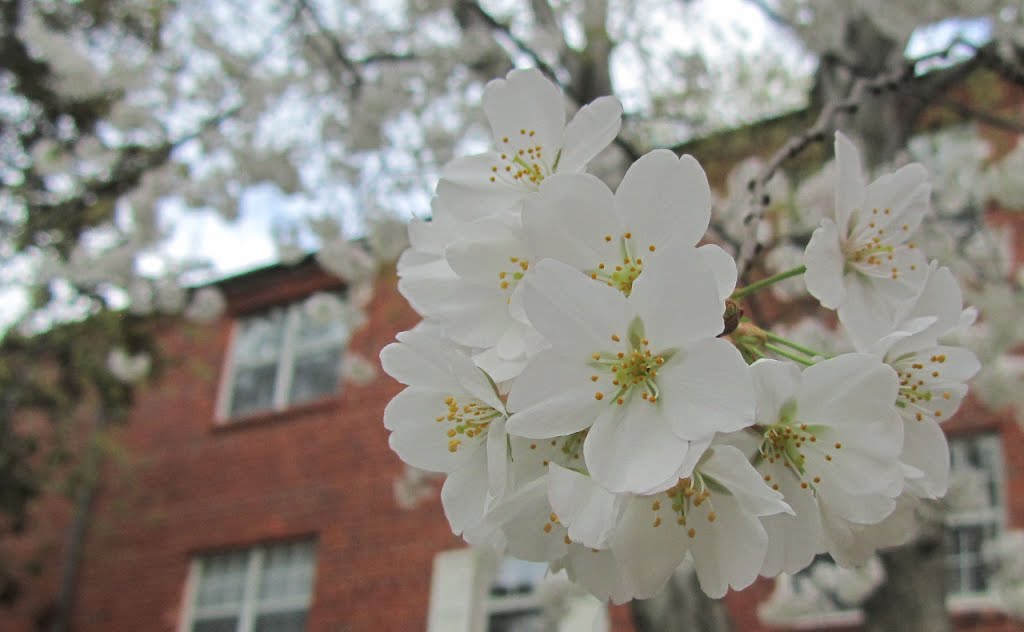 Cherry Blossoms outside my apartment