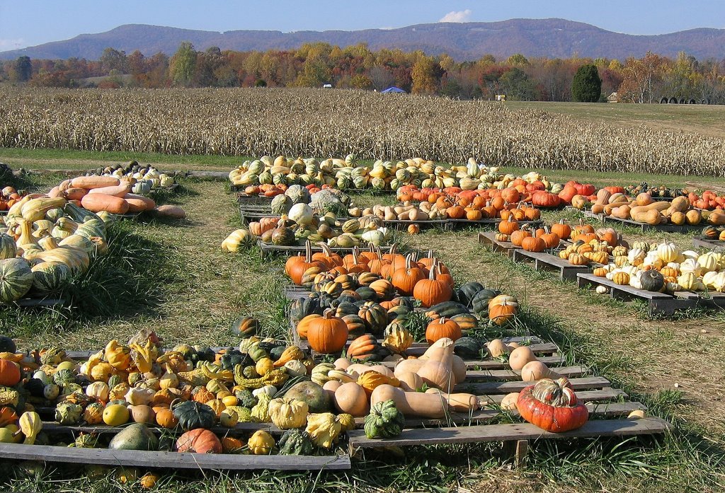 Layman Family Farm - Montvale, VA