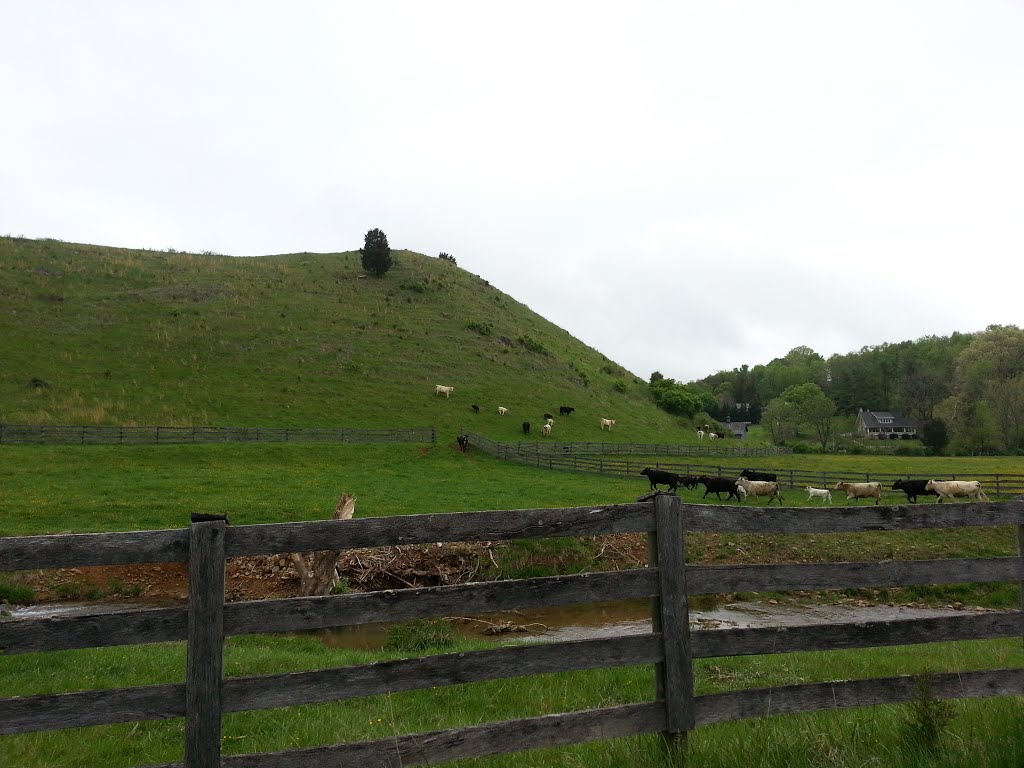 Vaches en Virginie