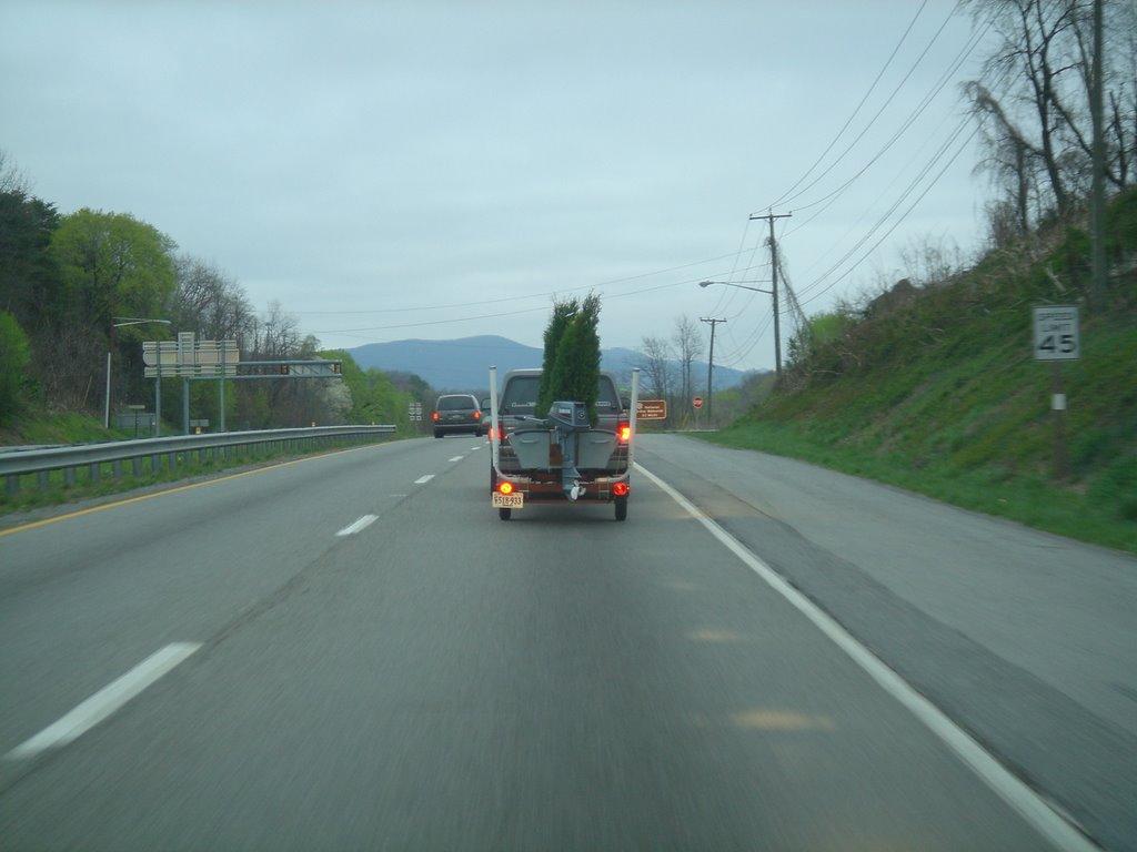 Christmas Trees in a Boat