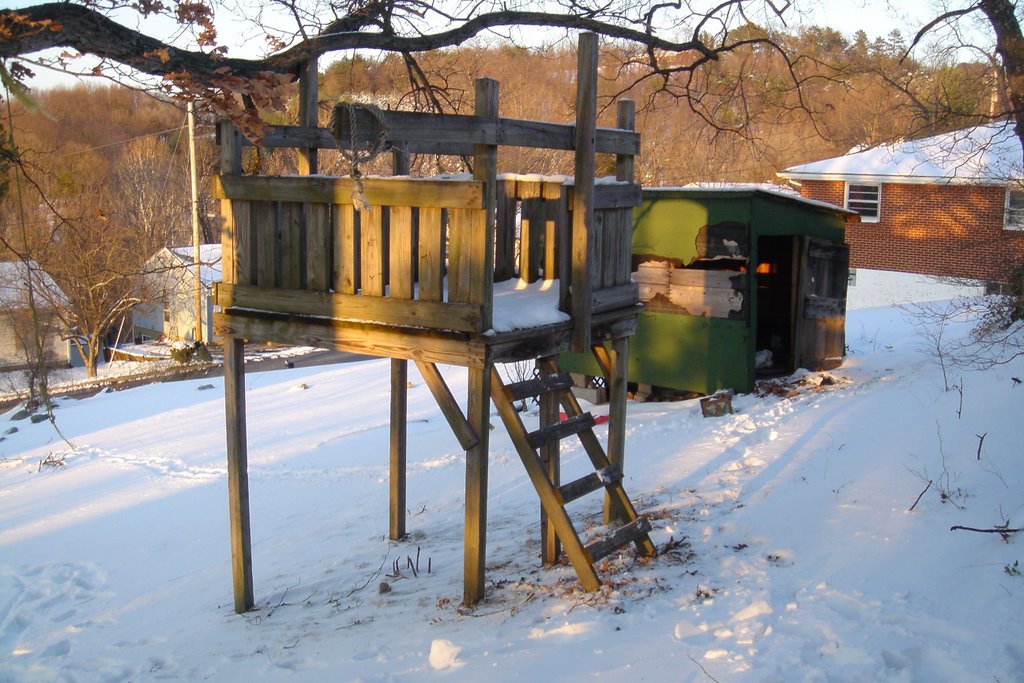 Treehouse with Shed