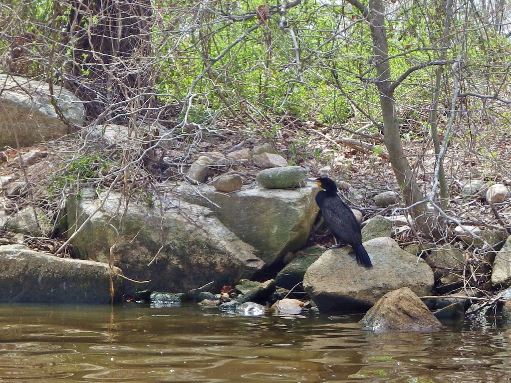Cormorant