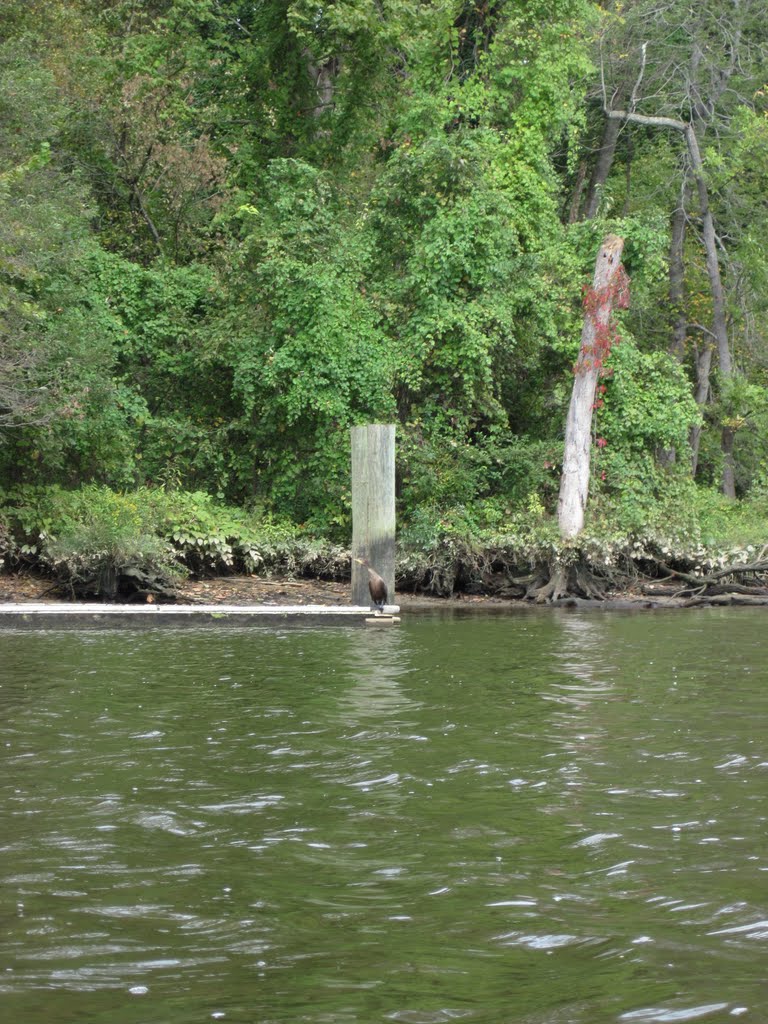 strange looking bird on a dock looking back at me