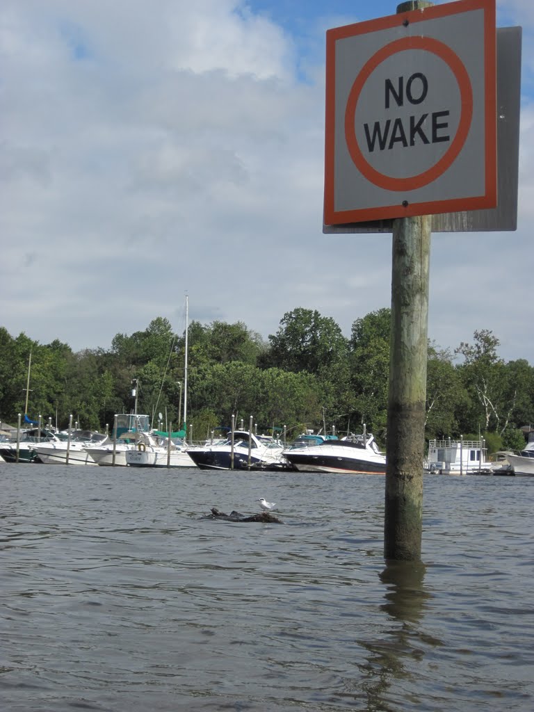 a white bird perched on a log next to a no wake sign
