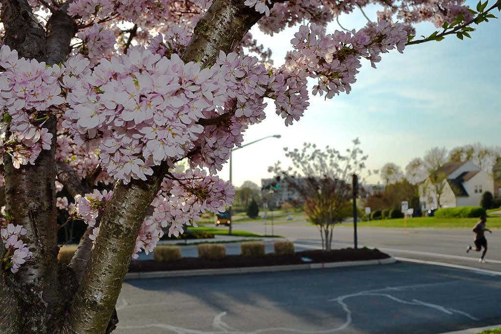 Belmont in Spring