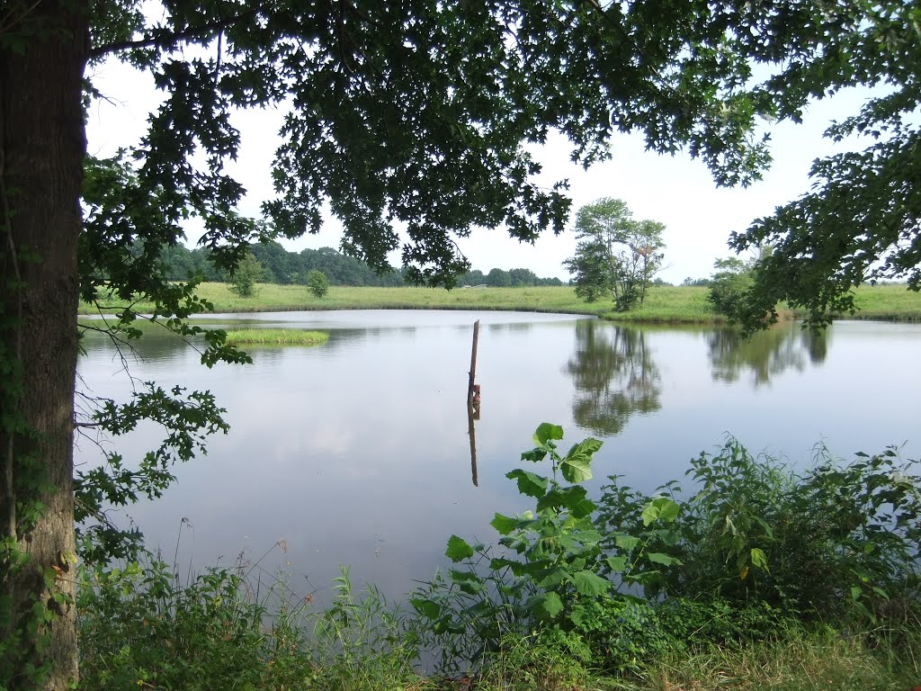 Painted Turtle Pond at Occoquon NWR