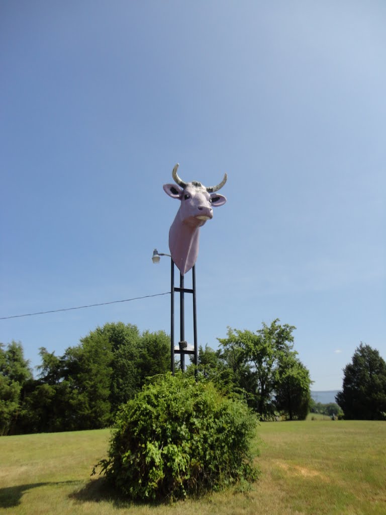 Purple Cow