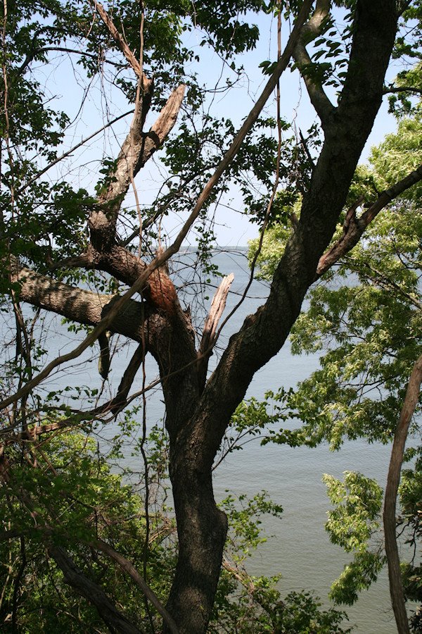 Yorktown, Virginia (5/2008)