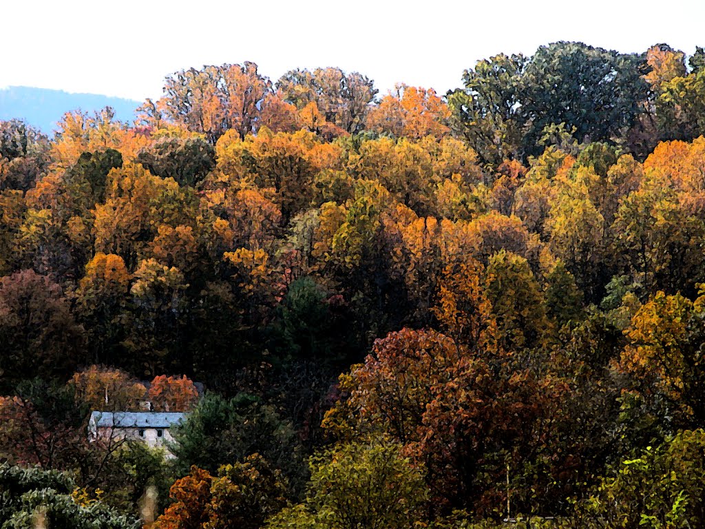 Fall Foliage