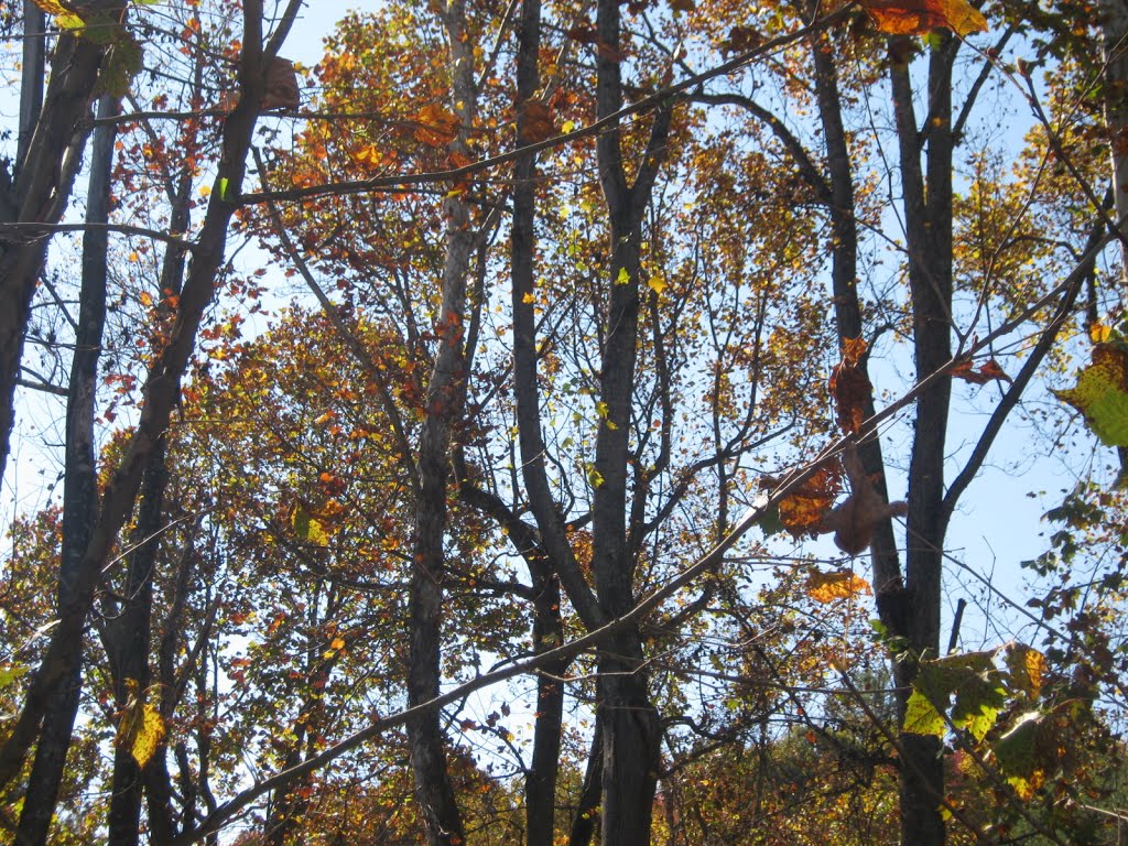 Woods