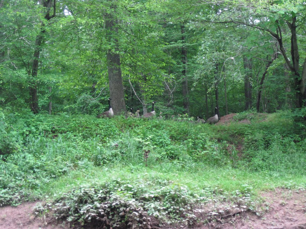 goozlings in the bank of bull run