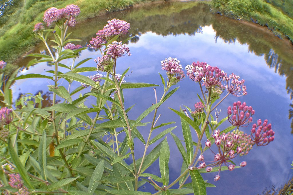 DragonPond