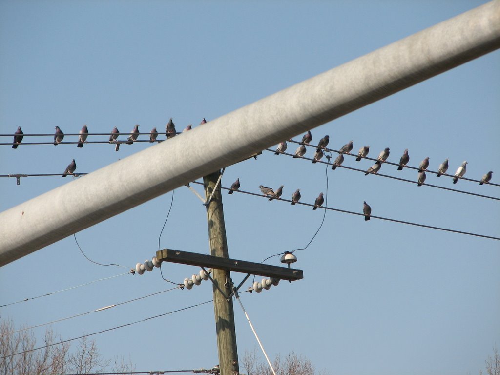 PIDGEONS AT REST......THEY ARE ALWAYS HERE.....AT THE WINDMILL IN MECHANICSVILLE, VIRGINIA, USA