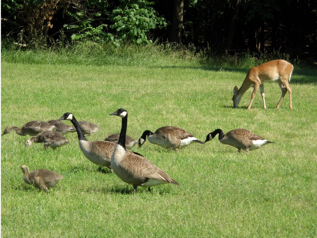Deer and Ducks