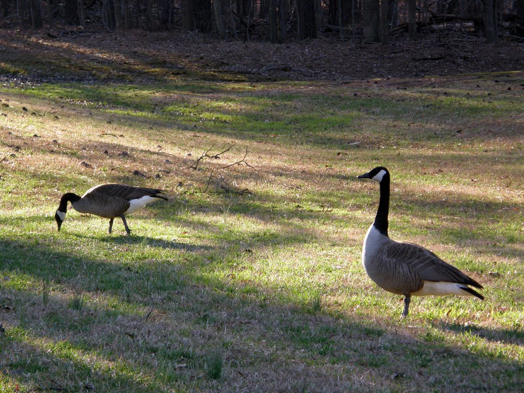 Geese on Rattley Road