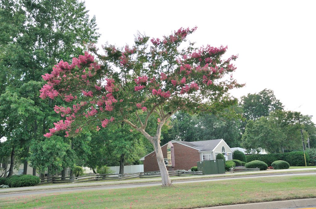 VIRGINIA: NEWPORT NEWS: crepe myrtle in bloom [for r.w.]