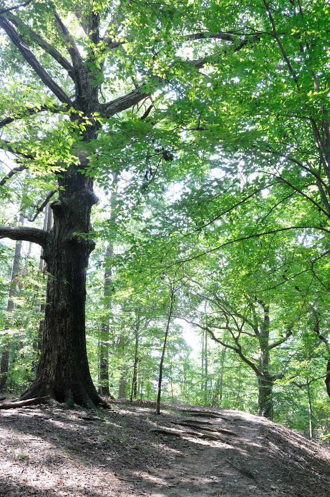 VIRGINIA: NEWPORT NEWS: Deer Park Nature Trail: a tree for Magda