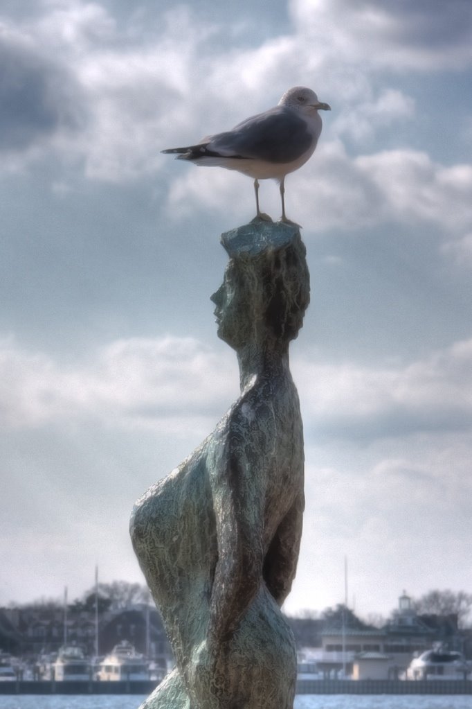 Jonathan Livingston Seagull on the Peaks of Otter