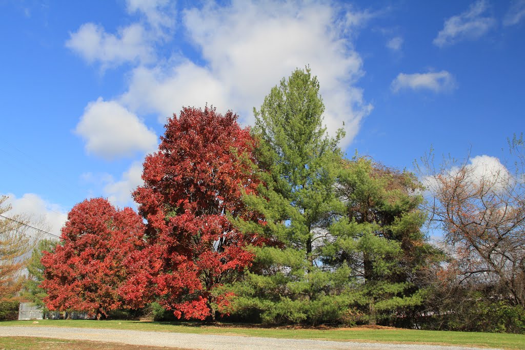 Trees at 801 Main Kollmorgen, Radford Virginia
